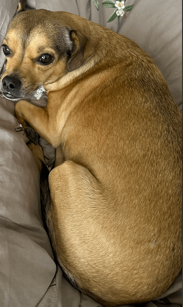 Chiweenie resting peacefully atop a blanket